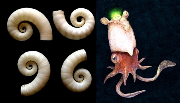Photo of Spirula shells by D.J. Long/Deep Sea News; drawing of living Spirula by Rachel Caauw