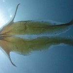 Six reasons the blanket octopus is my new favorite cephalopod
