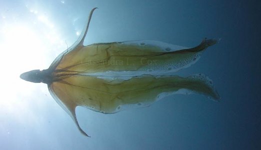 Blanket octopus. Image from Tree of Life Web  Project. Photograph by Cassandra L. Cox.