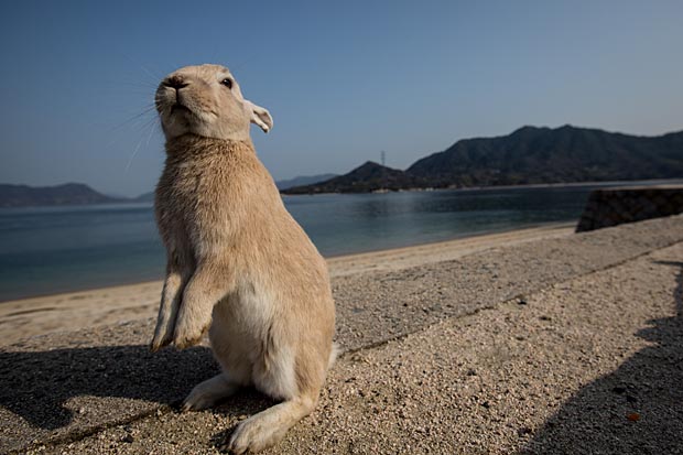 TAKEHARA, JAPAN - FEBRUARY 24:  A rabbit waits for food at the beach on Okunoshima Island on February 24, 2014 in Takehara, Japan. Okunoshima is a small island located in the Inland Sea of Japan in Hiroshima Prefecture. The Island often called Usagi Jima or "Rabbit Island" is famous for it's rabbit population that has taken over the island and become a tourist attraction with many people coming to the feed the animals and enjoy the islands tourist facilities which include a resort, six hole golf course and camping grounds. During World War II the island was used as a poison gas facility. From 1929 to 1945, the Japanese Army produced five types of poison gas on Okunoshima Island. The island was so secret that local residents were told to keep away and it was removed from area maps. Today ruins of the old forts and chemical factories can be found all across the island.  (Photo by Chris McGrath/Getty Images)