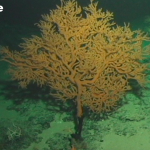 The Deep-Sea Coral That Is Older and More Awesome Than David Caruso