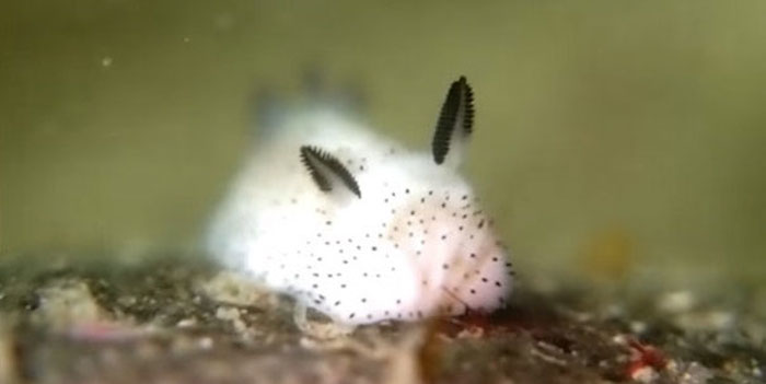 cute-bunny-sea-slug-jorunna-parva-10