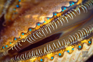 Blue eyes of the Florida Bay Scallop (Agropecten irradians). Photo by David Moynahan Photography