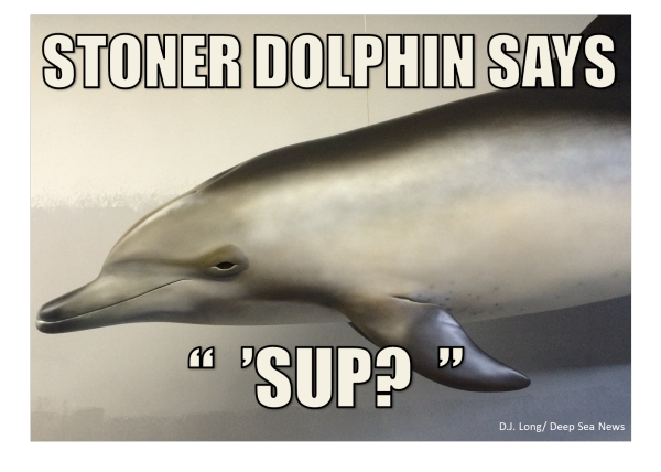 Stoner Dolphin