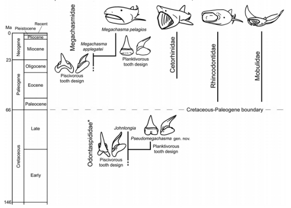 The separate evolutionary histories of today's giant planton-feeding elasmobranchs, and the previous evolution and extinction of the first filter-feeding shark Pseudomegachasma.