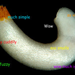 Aplacophorans: The fuzzy little Mollusk you don’t know