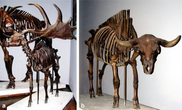 Extinct Pleistocene ruminants. a Irish Elk Megaloceros giganteus. b Ancestral bison Bison antiquus. Specimens on display at the Field Museum. Photos by REP Plotnick et al. Evolution: Education and Outreach 2015 8:17 doi:10.1186/s12052-015-0047-2