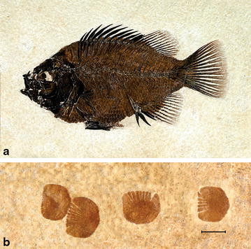 The perciform fish Cockerellites liops, from the Fossil Butte Member of the Green River Formation (Eocene). a A specimen with well-preserved scales. b Close-up of some isolated scales from the same species. From Grande ([2013]); used with permission