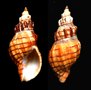 Photograph of a Cooper’s Nutmeg snail (Cancellaria cooperi) collected from 55 fathoms off Torrey Pines, San Diego Co., California by D.J. Long/Deep Sea News.