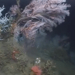 Dancing Squat Lobsters of the Deep