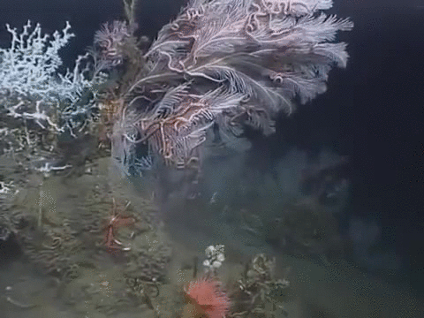 Squat lobster and deep-sea corals - Imgur