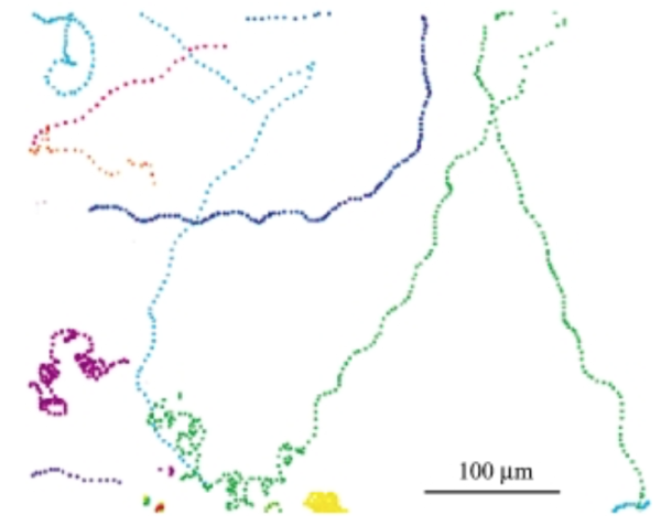 Swimming tracks of the Dinoflagellate Crypthecodinium cohnii (Fenchel 2001)