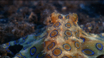 gif octopus blue-ringed