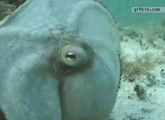 gif octopus camouflage better