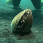 Five Mind-Blowing Bivalve GIFs That Will Blow Your Mind – Your Blown Mind Won’t Believe #6!