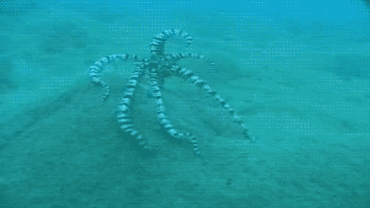 gif octopus lionfish mimic