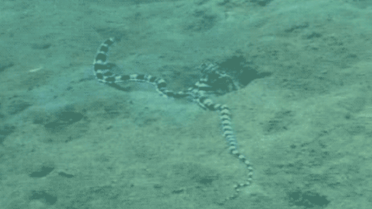 gif octopus mimic sea snake
