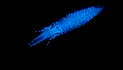 gif squid bioluminisence 2