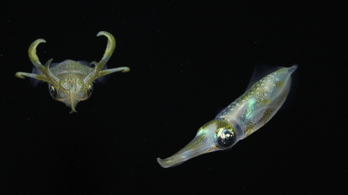 gif squid swimming