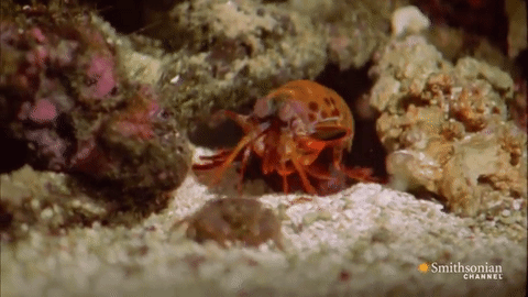Top 10 GIFs of Ocean Animals Eating Other Animals | Deep Sea News