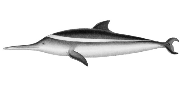 La Plata Dolphin