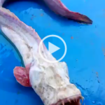 Video: What is this scary fish?