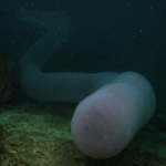 What are these giant tube-shaped animals showing up in the Azores?