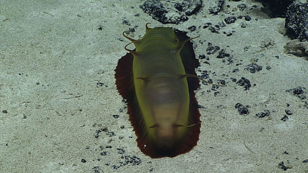 You might see me, the mighty sea cucumber, on the next dive