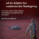This Thanksgiving Remember the Cranberry Bog Dolphin
