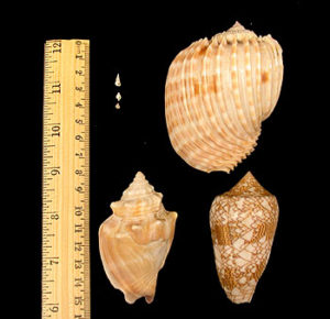 Common deep-sea snails verses some common shallow-water snails