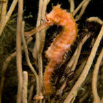 In the evolution of fishes, this is a one seahorse race*