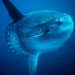 Ocean Sunfish are the most useless animal (an epic rant)
