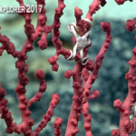 Look at These Amazing Deep-Sea Creatures from the Remote Pacific Right Now