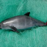 Beyond drug lords and conservationists: Who is missing in the coverage of the vaquita’s demise?