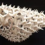 You Should Definitely Know about Pufferfish Skeletons