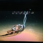 The Video of Giant Isopods Eating an Alligator in the Deep Sea You Must Watch!
