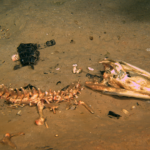 Not Quite The Shark That Ate Esteban Deep Sea News